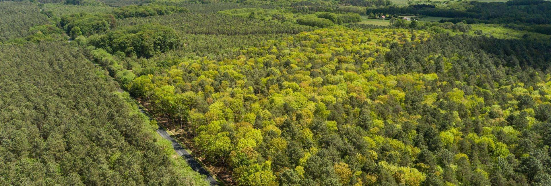 Forêt de Bercé