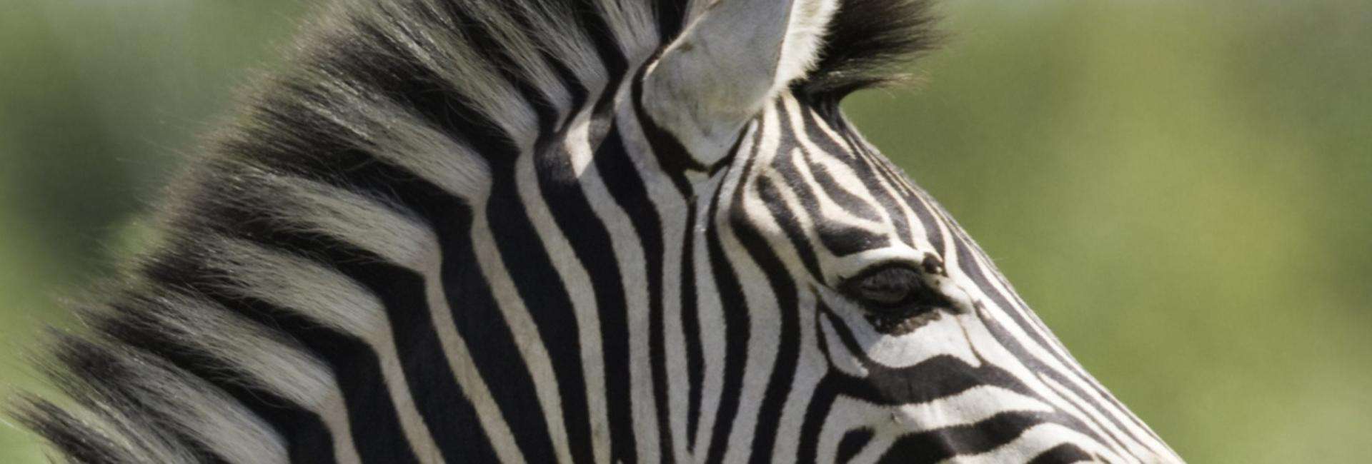 Zoo d'Amnéville
