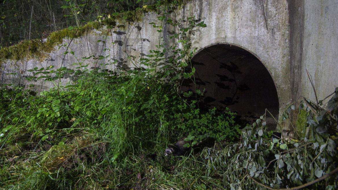 passage-a-faune-autoroute-a64