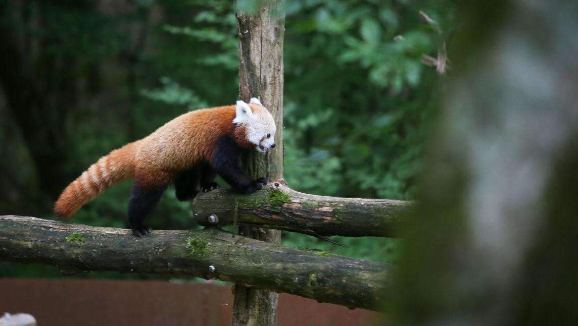 site-touristique-vinci-autoroutes-parc-animalier-sainte-croix