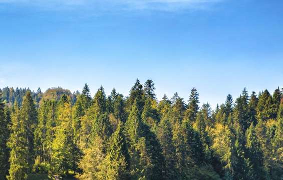 Lac des Sapins