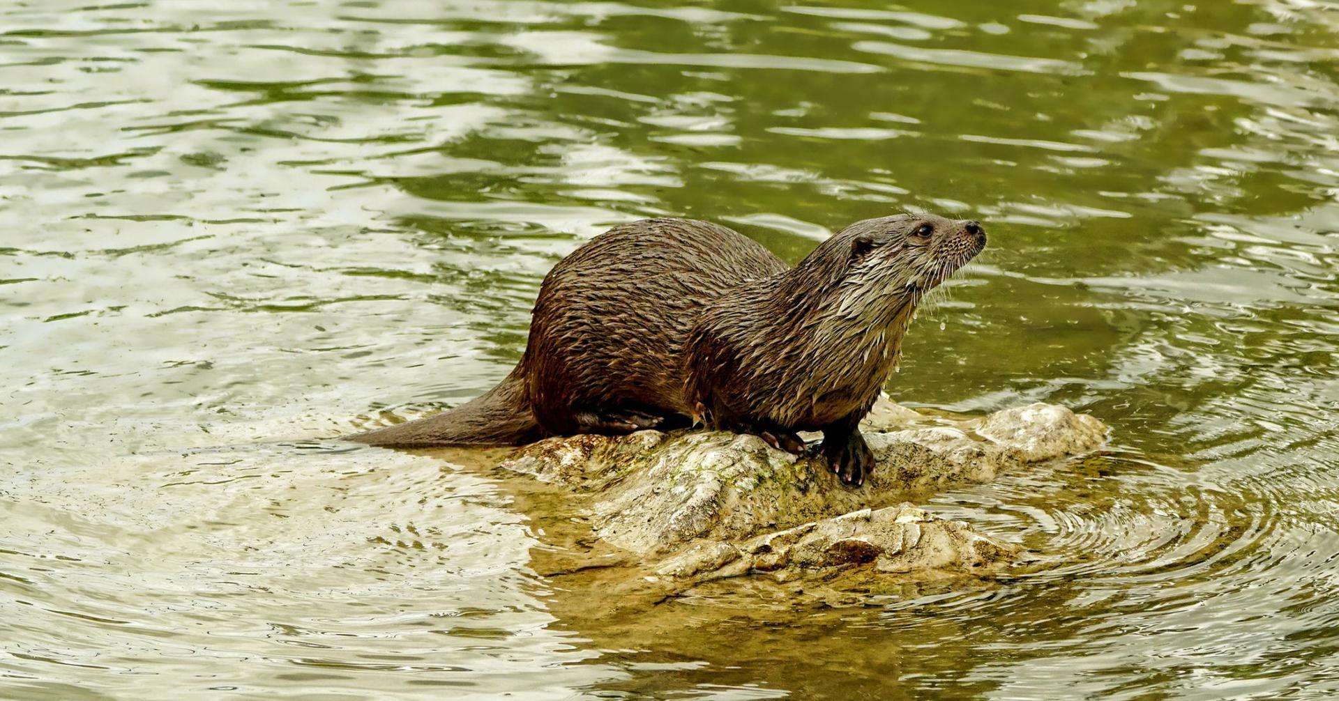 loutre_etang-des-joncquiers