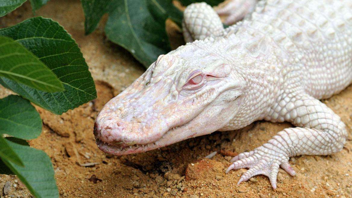 site-touristique-vinci-autoroutes-ferme-aux-crocodiles