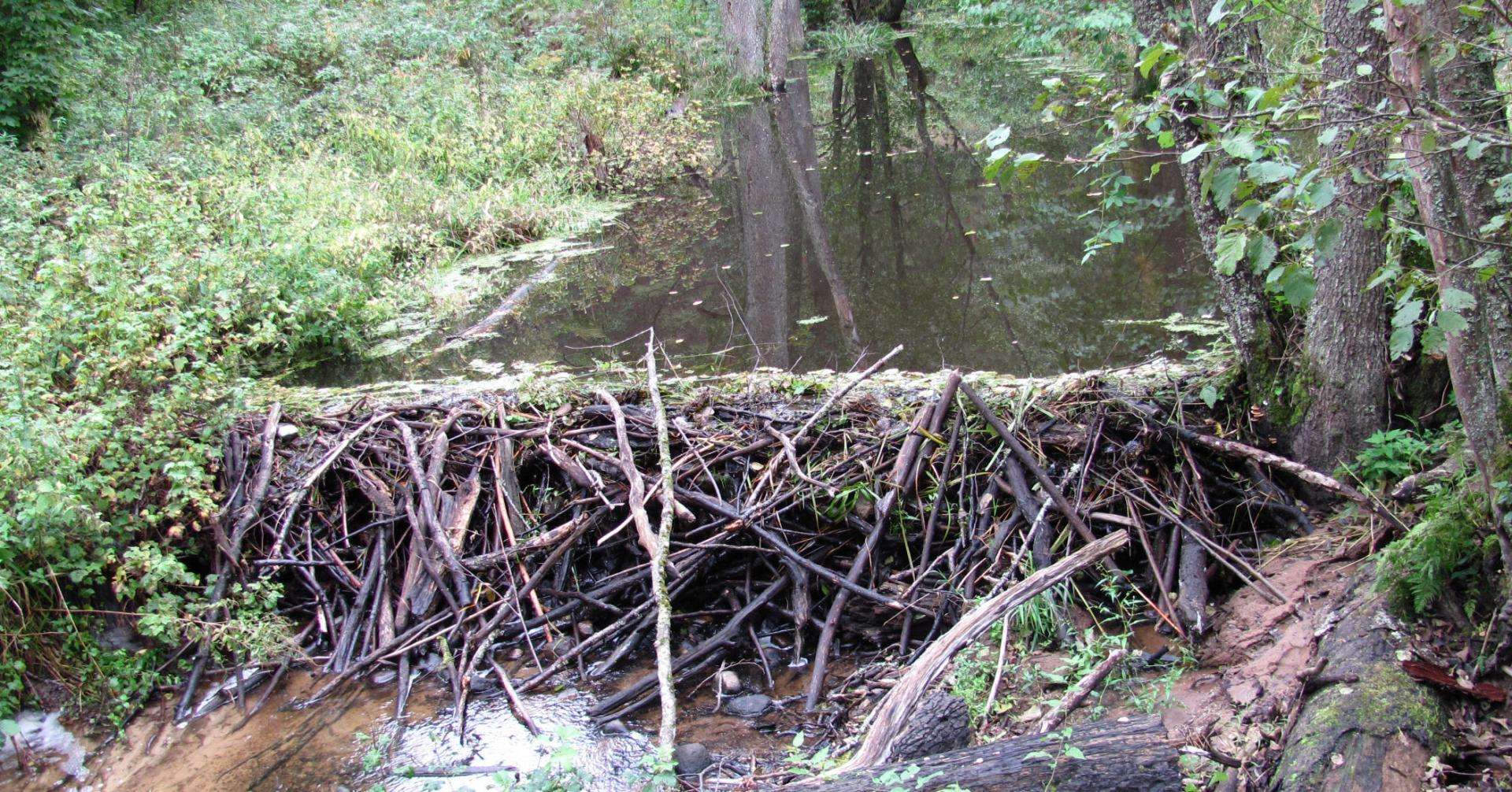 barrage-castor_etang-des-joncquiers