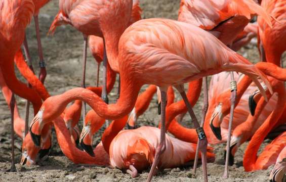 site-touristique-vinci-autoroutes-parc-zoologique-botanique-mulhouse